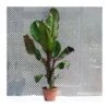 Musa Ensete Ventricosum Maurelii -Suministros De Jardineria Ventas 2024 musa ensete ventricosum maurelii