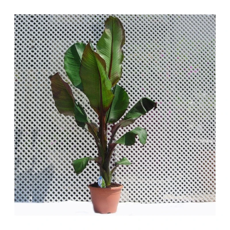 Musa Ensete Ventricosum Maurelii 3 Musa Ensete Ventricosum Maurelii