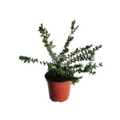 Myrtus Communis Tarentina -Suministros De Jardineria Ventas 2024 myrtus communis tarentina 1