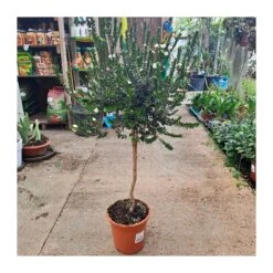 Myrtus Communis Tarentina Copa -Suministros De Jardineria Ventas 2024 myrtus communis tarentina copa 1