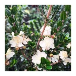 Myrtus Communis Tarentina Copa -Suministros De Jardineria Ventas 2024 myrtus communis tarentina copa 2