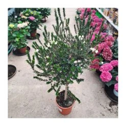 Myrtus Communis Tarentina Copa -Suministros De Jardineria Ventas 2024 myrtus communis tarentina copa 3