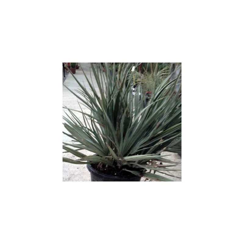 Nannorrhops Ritchiana Silver 3 Nannorrhops Ritchiana Silver