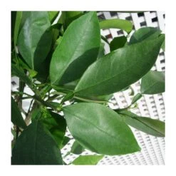 Naranjo Imperial -Suministros De Jardineria Ventas 2024 naranjo imperial 1