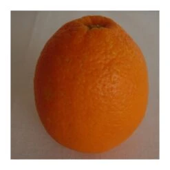 Naranjo Imperial -Suministros De Jardineria Ventas 2024 naranjo imperial 2