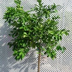 Naranjo Salustiana 7 Naranjo Salustiana -Suministros De Jardineria Ventas 2024 naranjo salustiana 1