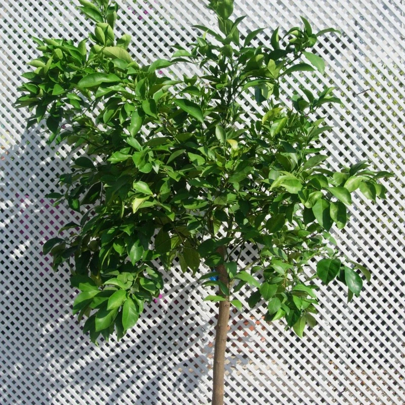 Naranjo Salustiana 4 Naranjo Salustiana - Imagen 2