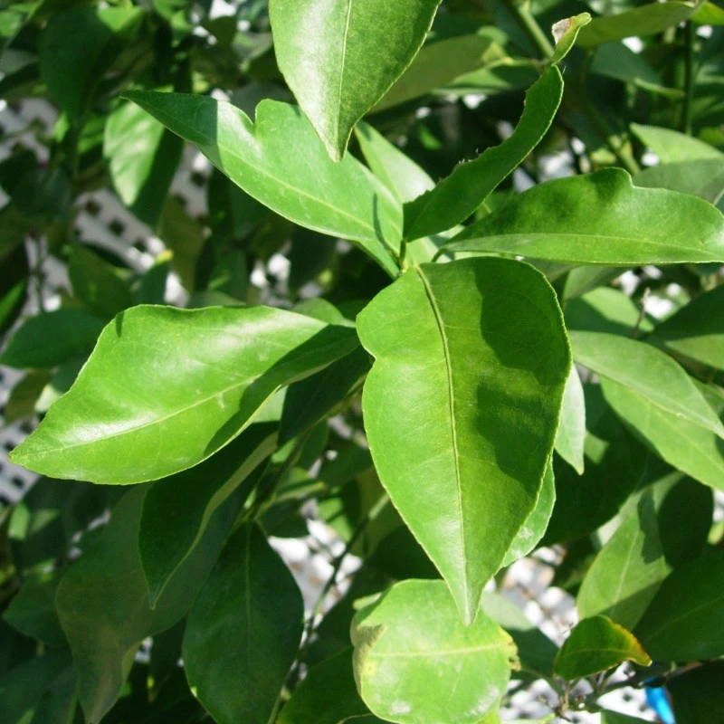Naranjo Salustiana 5 Naranjo Salustiana - Imagen 3