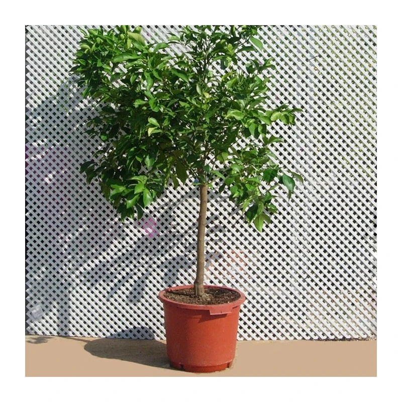 Naranjo Salustiana 3 Naranjo Salustiana