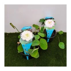 Nelumbo Variado -Suministros De Jardineria Ventas 2024 nelumbo 1