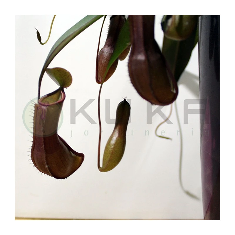 Nepenthes Alata 4 Nepenthes Alata - Imagen 2