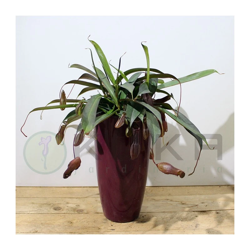 Nepenthes Alata 5 Nepenthes Alata - Imagen 3