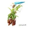 Nepenthes -Suministros De Jardineria Ventas 2024 nepenthes 3