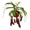 Nepenthes Bill -Suministros De Jardineria Ventas 2024 nepenthes bill
