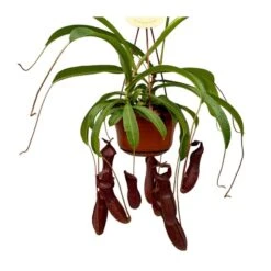 Nepenthes Bill