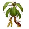 Nepenthes Sam -Suministros De Jardineria Ventas 2024 nepenthes sam