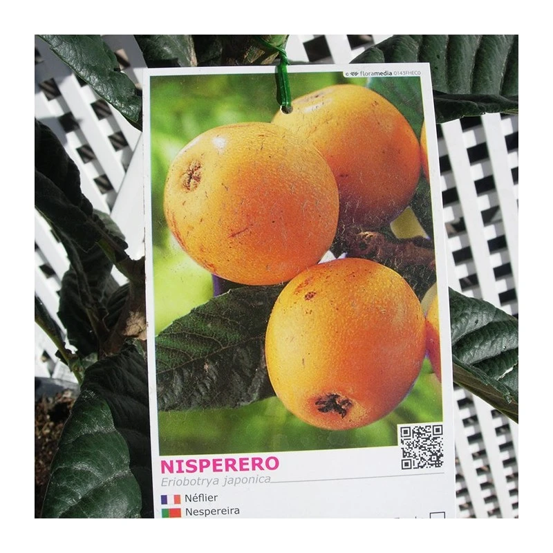 Níspero Tanaka 4 Níspero Tanaka - Imagen 2