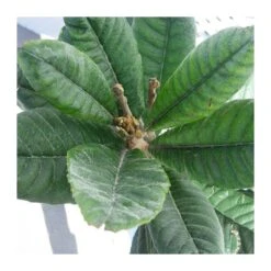 Níspero Tanaka 7 Níspero Tanaka -Suministros De Jardineria Ventas 2024 nispero tanaka 2