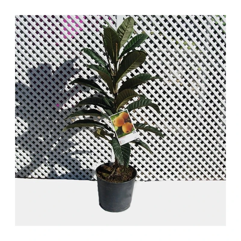 Níspero Tanaka 3 Níspero Tanaka