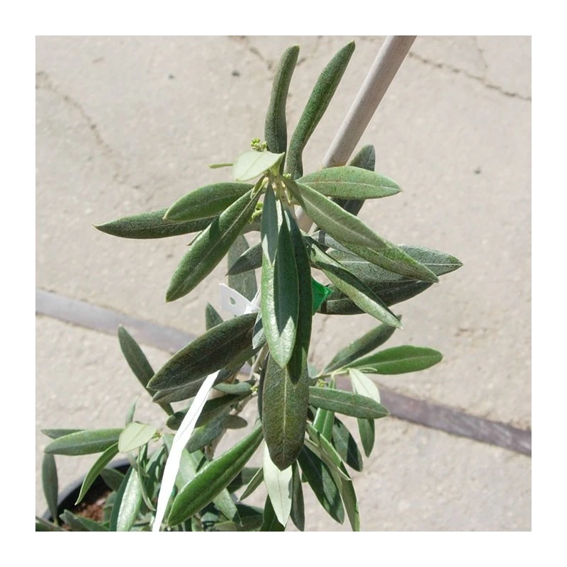 Olivera Gordal 4 Olivera Gordal - Imagen 2