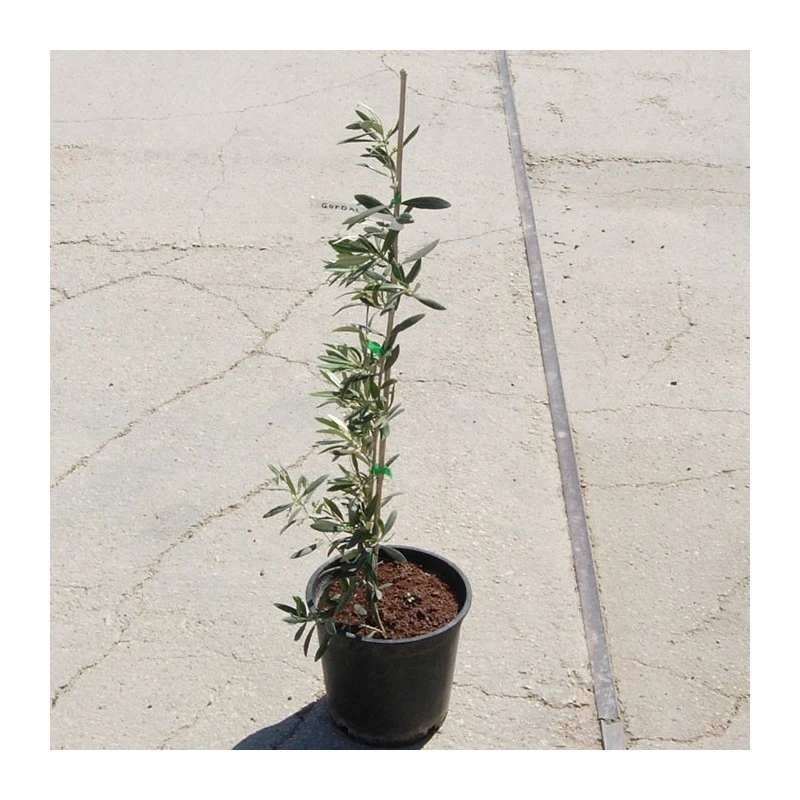 Olivera Gordal 3 Olivera Gordal