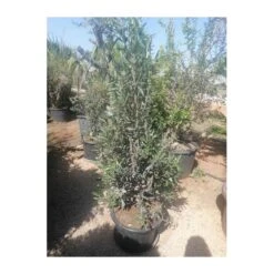 Olivera Forma Piramide Ejemplar 5 Olivera Forma Piramide Ejemplar -Suministros De Jardineria Ventas 2024 olivo 1