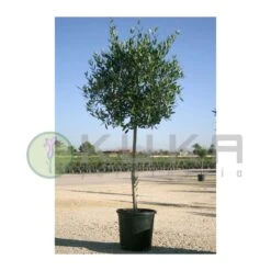 Olivo En Forma De Copa -Suministros De Jardineria Ventas 2024 olivo en forma de copa 1