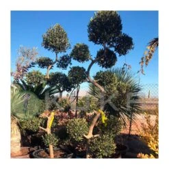 Olivo Recortado Con Formas De Bolas -Suministros De Jardineria Ventas 2024 olivo recortado con formas de bolas 1