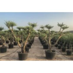 Olivo Recortado Con Formas De Platos 5 Olivo Recortado Con Formas De Platos -Suministros De Jardineria Ventas 2024 olivo recortado con formas de platos 1