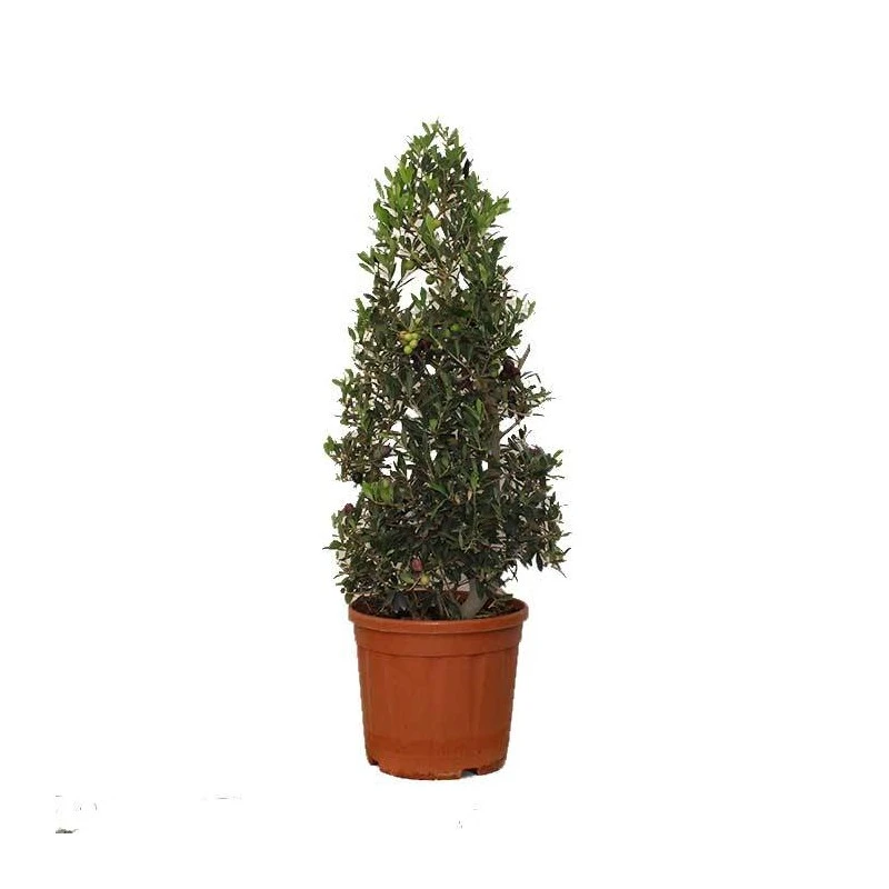 Olivera Forma Piramide Ejemplar 3 Olivera Forma Piramide Ejemplar