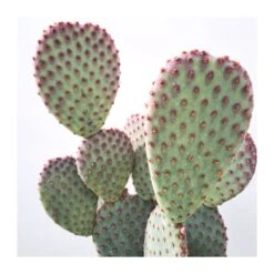 Opuntia Microdasys Rojo -Suministros De Jardineria Ventas 2024 opuntia microdasys 1