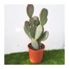 Opuntia Microdasys Rojo -Suministros De Jardineria Ventas 2024 opuntia microdasys