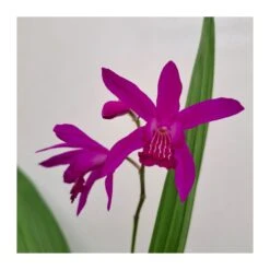 Orquídea Bletilla Striata -Suministros De Jardineria Ventas 2024 orquidea bletilla striata 1