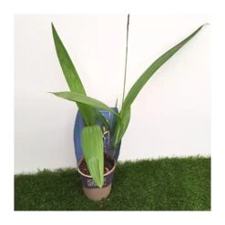 Orquídea Bletilla Striata -Suministros De Jardineria Ventas 2024 orquidea bletilla striata 2