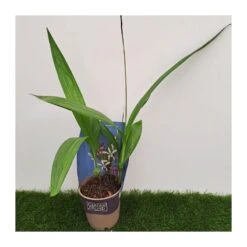 Orquídea Bletilla Striata -Suministros De Jardineria Ventas 2024 orquidea bletilla striata 3