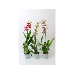 Orquídea Brassia Summer Dream Sin Flor Compra 2 Y Paga 1 -Suministros De Jardineria Ventas 2024 orquidea brassia summer dream 1