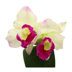 Orquídea Cattleya Sin Flores Compra 2 Y Paga 1 -Suministros De Jardineria Ventas 2024 orquidea cattleya sin flores compra 2 y paga 1 1