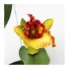 Orquídea Cattleya Sin Flores Compra 2 Y Paga 1 1 Orquídea Cattleya Sin Flores Compra 2 Y Paga 1 -Suministros De Jardineria Ventas 2024 orquidea cattleya sin flores compra 2 y paga 1