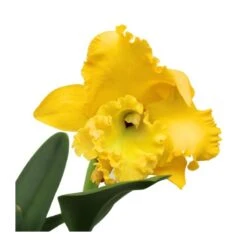 Orquídea Cattleya Sin Flores Compra 2 Y Paga 1 -Suministros De Jardineria Ventas 2024 orquidea cattleya sin flores compra 2 y paga 1 2