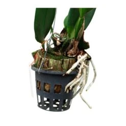 Orquídea Cattleya Sin Flores Compra 2 Y Paga 1 -Suministros De Jardineria Ventas 2024 orquidea cattleya sin flores compra 2 y paga 1 4