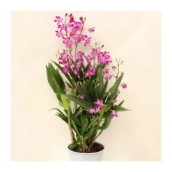 Orquidea Dendrobium Berry Oda -Suministros De Jardineria Ventas 2024 orquidea dendrobium berry oda 1