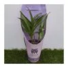 Orquidea Dendrobium Berry Oda -Suministros De Jardineria Ventas 2024 orquidea dendrobium berry oda