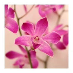 Orquidea Dendrobium Berry Oda -Suministros De Jardineria Ventas 2024 orquidea dendrobium berry oda 2