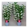 Orquidea Dendrobium Nobile Blanca Sin Flor Compra 2 Y Paga 1 1 Orquidea Dendrobium Nobile Blanca Sin Flor Compra 2 Y Paga 1 -Suministros De Jardineria Ventas 2024 orquidea dendrobium nobile blanca sin flor compra 2 y paga 1
