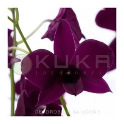 Orquidea Dendrobium Sa-Nook Variado -Suministros De Jardineria Ventas 2024 orquidea dendrobium sa nook 1 1