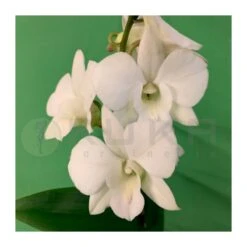 Orquidea Dendrobium Sa-Nook Variado -Suministros De Jardineria Ventas 2024 orquidea dendrobium sa nook 1 2