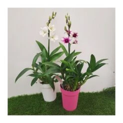Orquidea Dendrobium Sa-Nook Variado -Suministros De Jardineria Ventas 2024 orquidea dendrobium sa nook 1 3