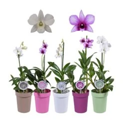 Orquidea Dendrobium Sa-nook Variada -Suministros De Jardineria Ventas 2024 orquidea dendrobium sa nook variada 1