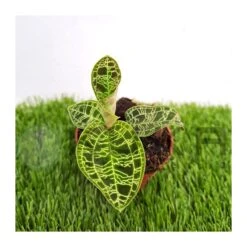 Orquídea Macodes Petola -Suministros De Jardineria Ventas 2024 orquidea macodes petola 2