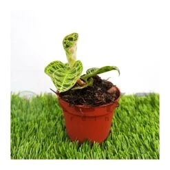 Orquídea Macodes Petola -Suministros De Jardineria Ventas 2024 orquidea macodes petola 3